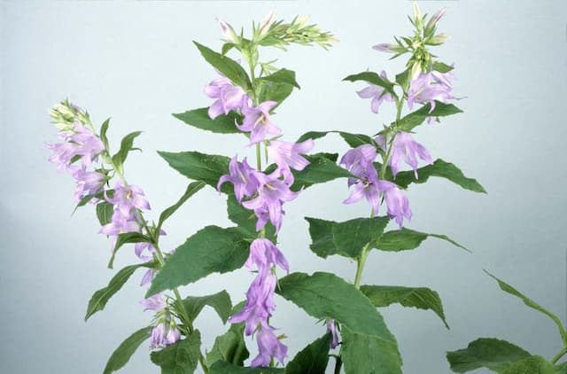 Broad-leaved bellflower