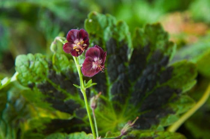 dusky cranesbill 'Samobor'