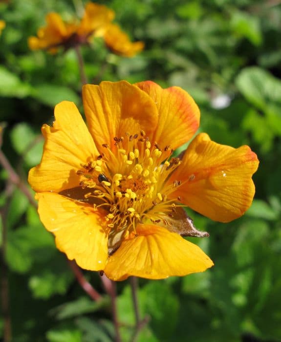 avens 'Karlskaer'