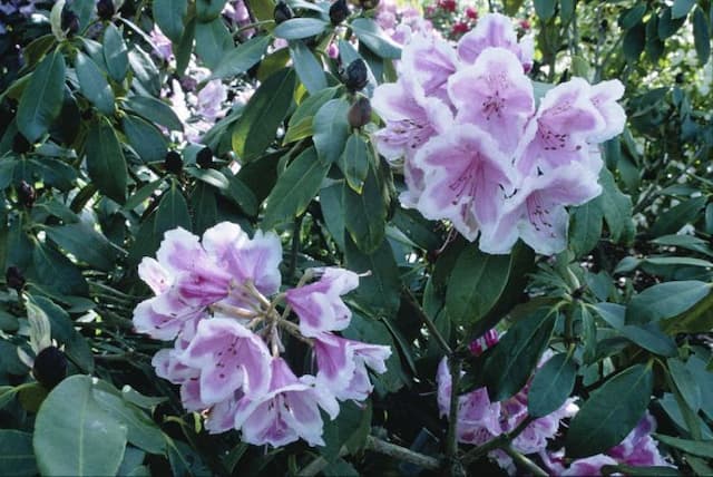 Rhododendron 'Professor Hugo de Vries'