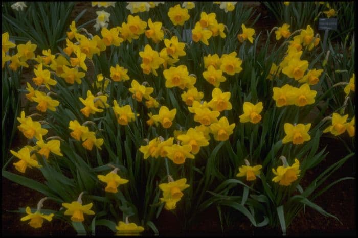 daffodil 'Loch Owskeich'