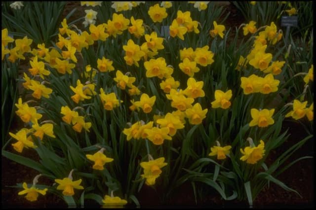 Daffodil 'Loch Owskeich'