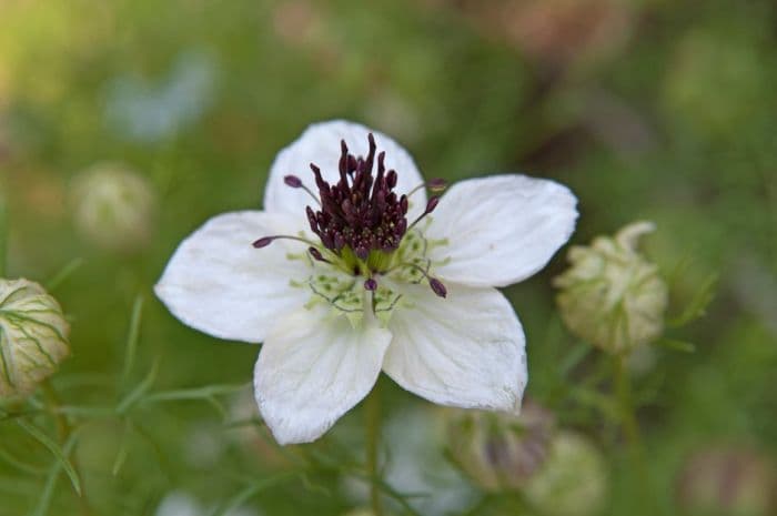 love-in-a-mist 'African Bride'