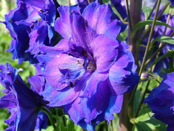 delphinium 'Pagan Purples'