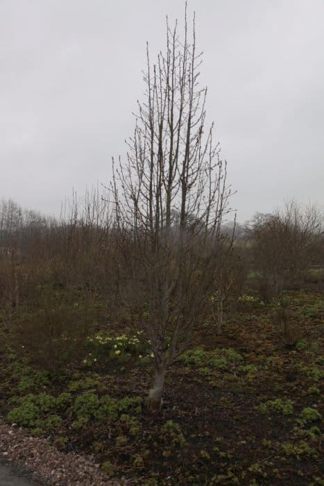 whitebeam 'John Bond'