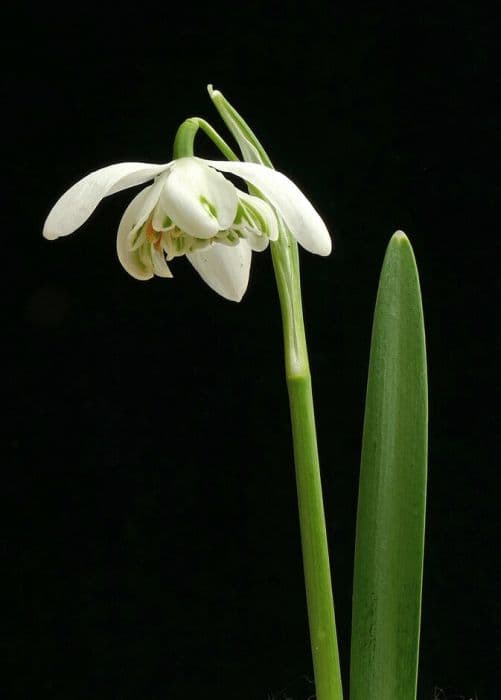 double snowdrop