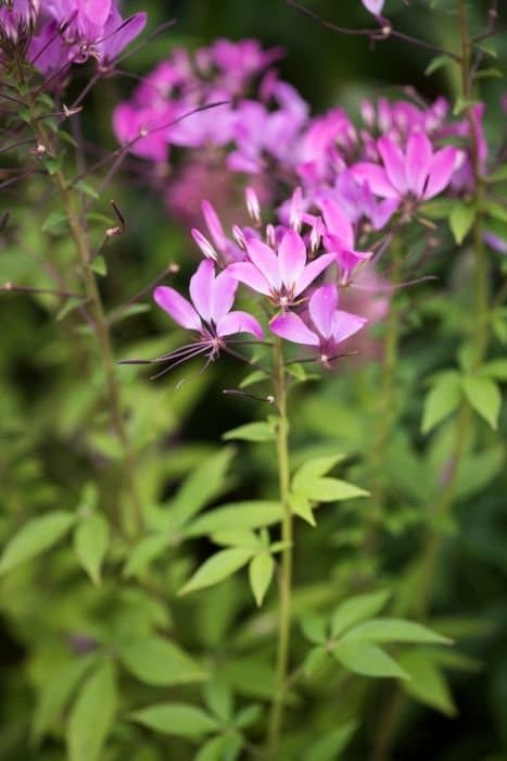 Spider flower