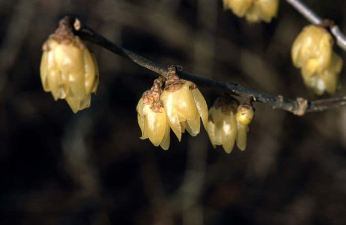 yellow wintersweet