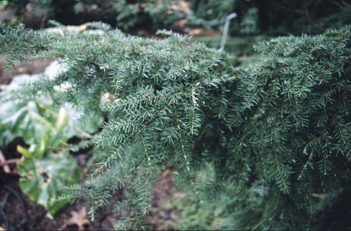 western hemlock