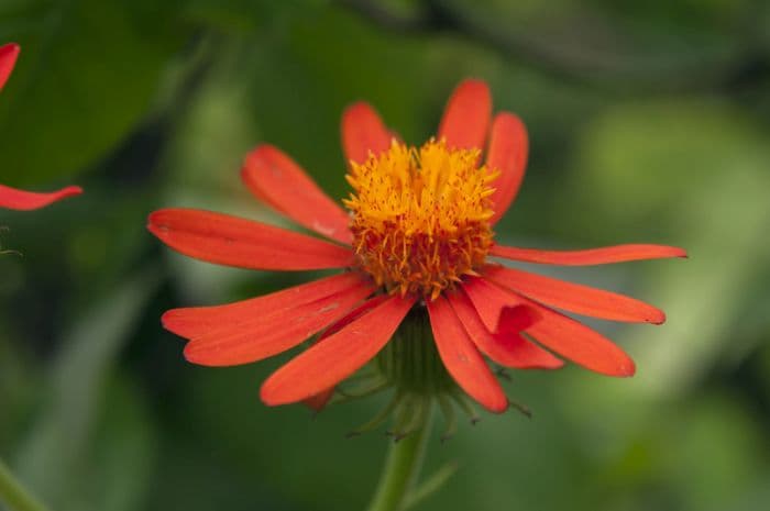 Mexican flame vine