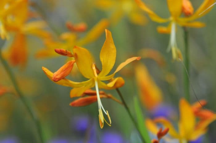 montbretia 'Golden Ballerina'