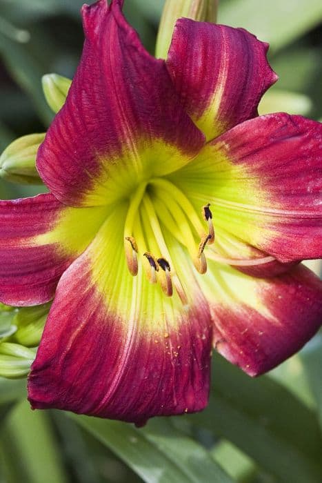 daylily 'Christmas Is'