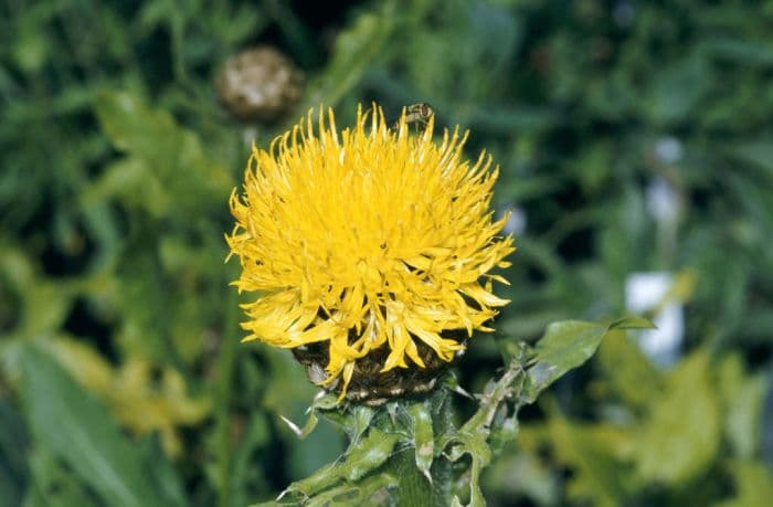 giant knapweed