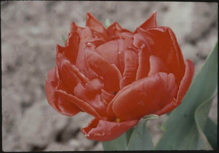 tulip 'Stockholm'