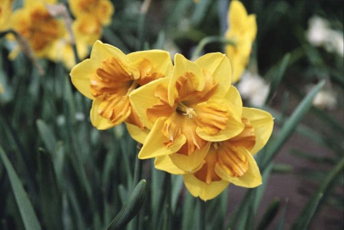 daffodil 'Menehay'