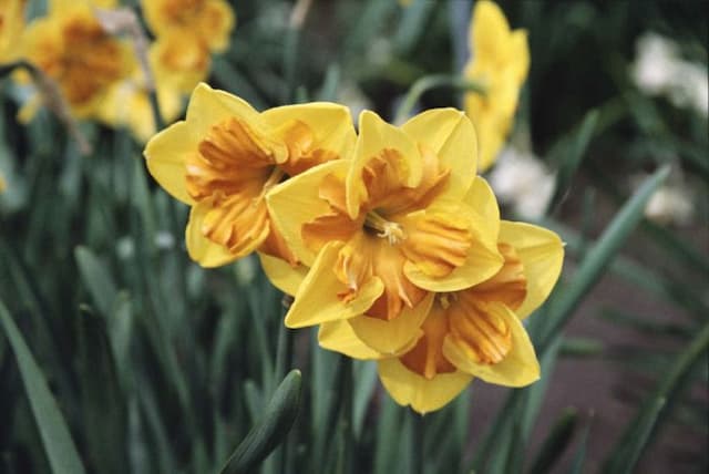 Daffodil 'Menehay'