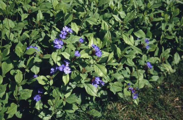 Hardy blue-flowered leadwort