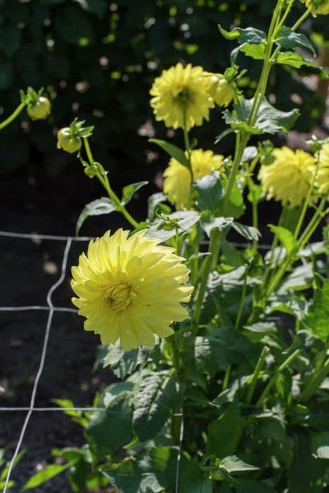 dahlia 'AC Golden Nickles'