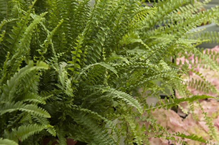 sword fern 'Green Lady'