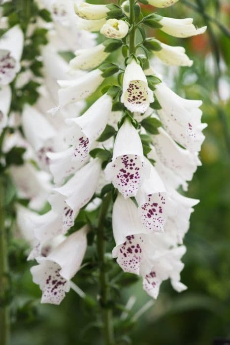 foxglove 'Dalmatian White'