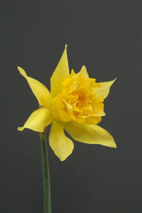 daffodil 'Telamonius Plenus'