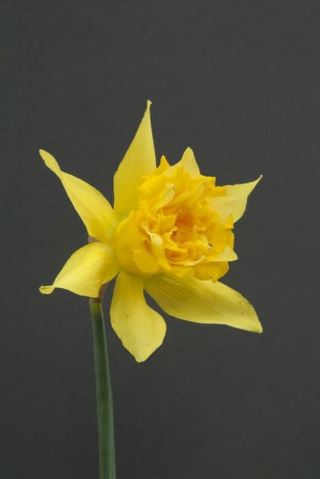 Daffodil 'Telamonius Plenus'