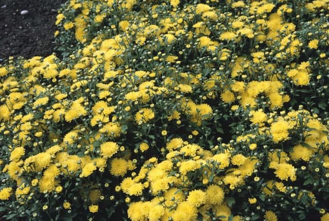 Chrysanthemum [Sunny Linda]