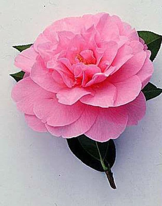 camellia 'Joan Trehane'