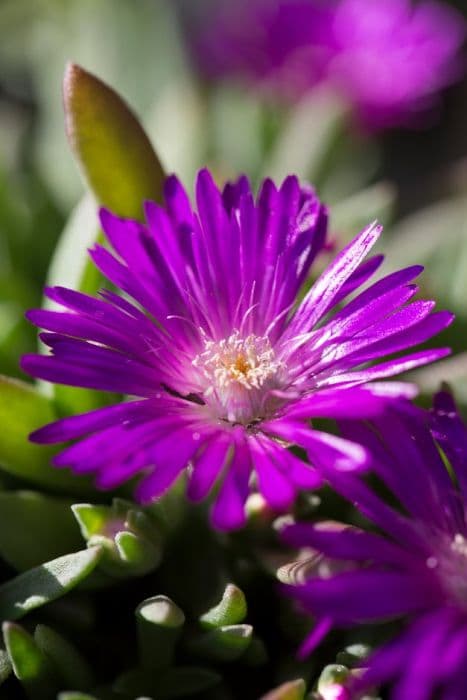 ice plant 'John Proffitt'