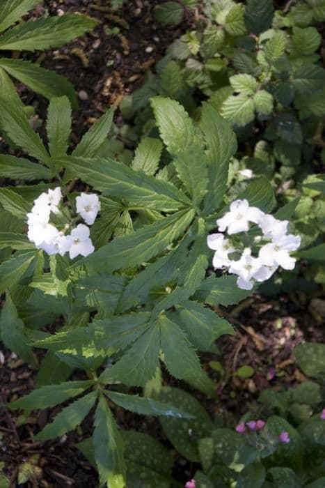 seven-leaved toothwort