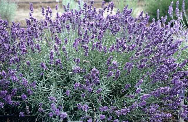 English lavender 'Imperial Gem'