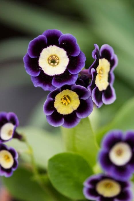 auricula 'Joyce'