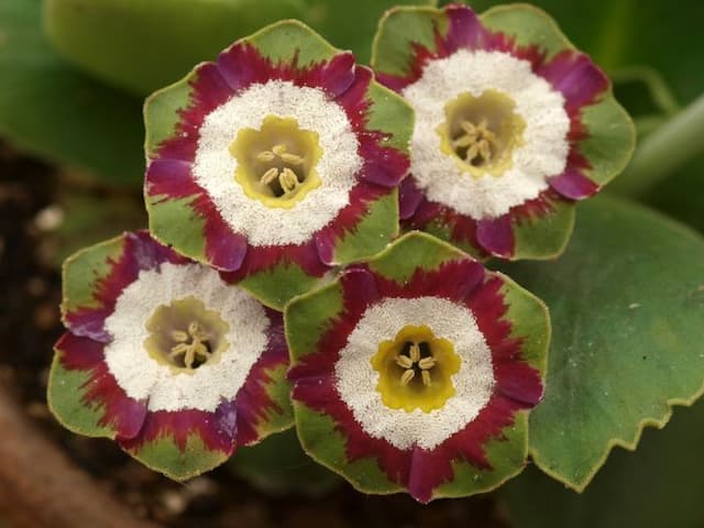 Auricula 'Minley'