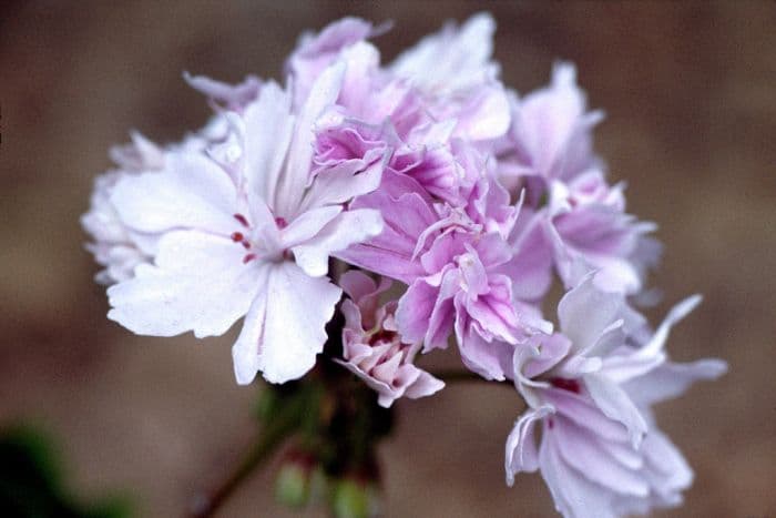 pelargonium 'Vectis Finery'