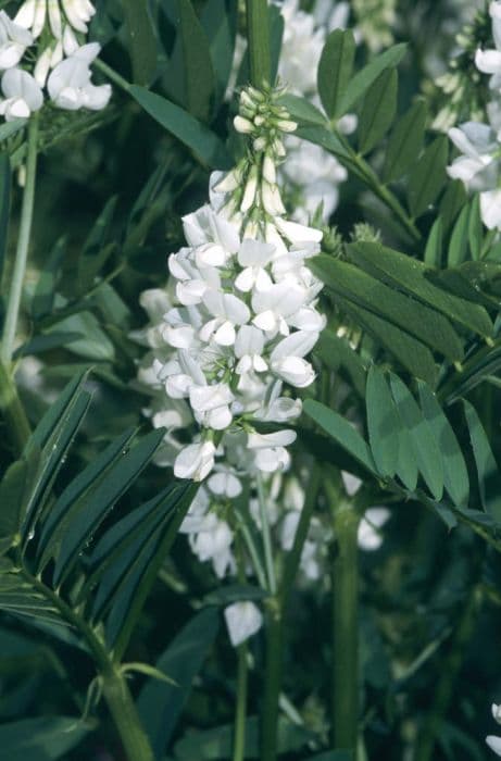 goat's rue 'Alba'