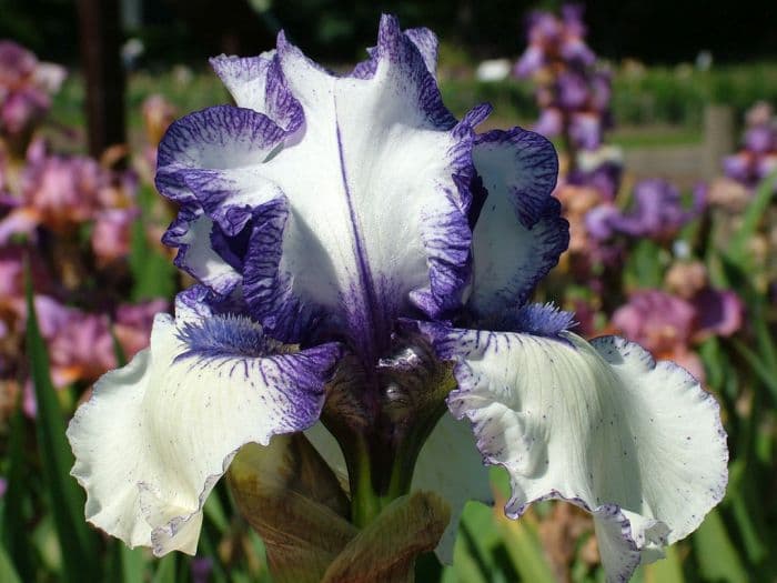 iris 'Gwyneth Evans'