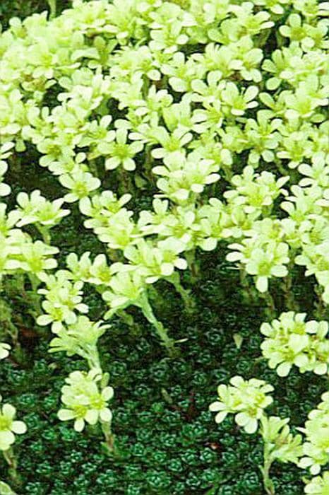 saxifrage 'Gregor Mendel'