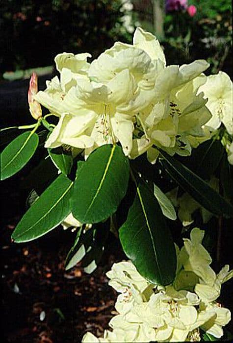 rhododendron 'Queen Elizabeth II'