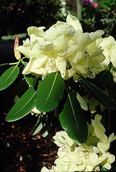Rhododendron 'Queen Elizabeth II'