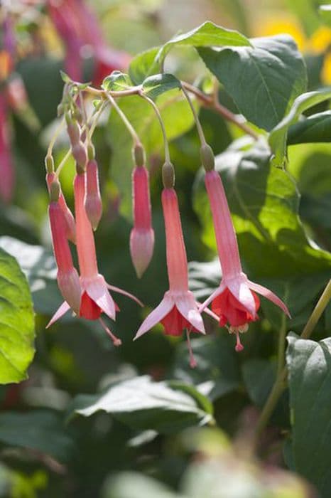 fuchsia 'Michael Wallis'