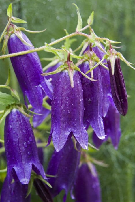 bellflower 'Sarastro'