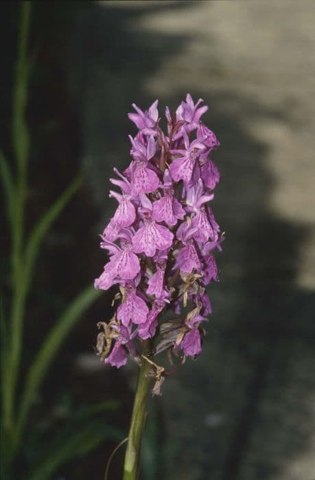 Robust marsh orchid