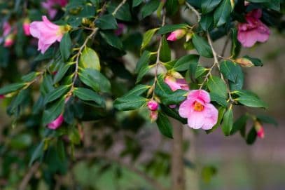 camellia 'Bow Bells'