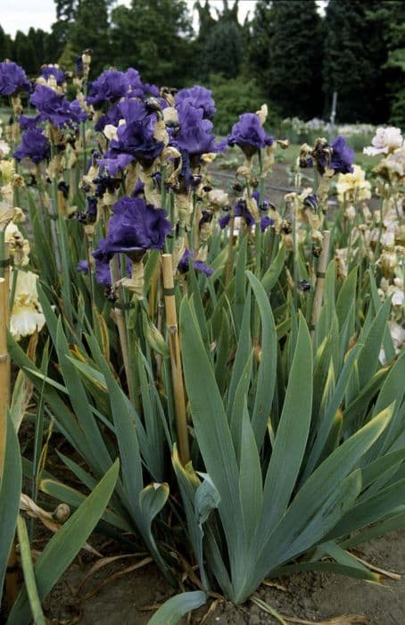 iris 'Phil Keen'