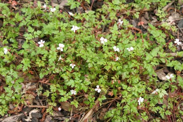 Herb robert 'Album'