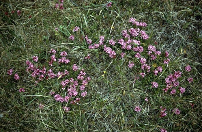 garland flower