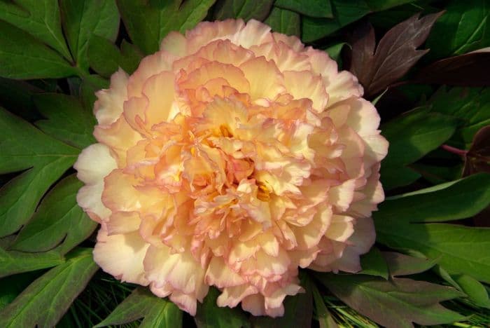 peony 'Souvenir de Maxime Cornu'