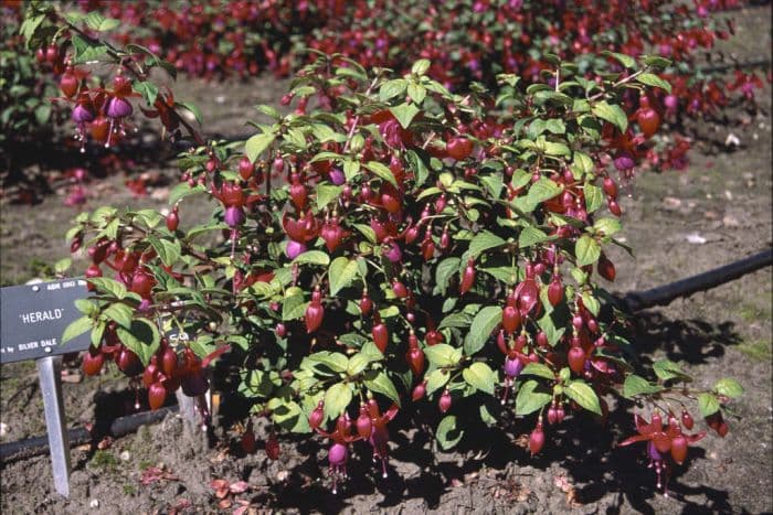 fuchsia 'Herald'