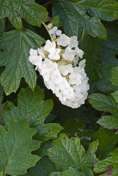 oak-leaved hydrangea 'Sike's Dwarf'