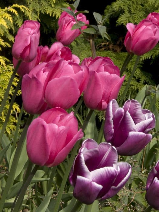 tulip 'Don Quichotte'